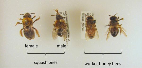 Squash bees and honey bees